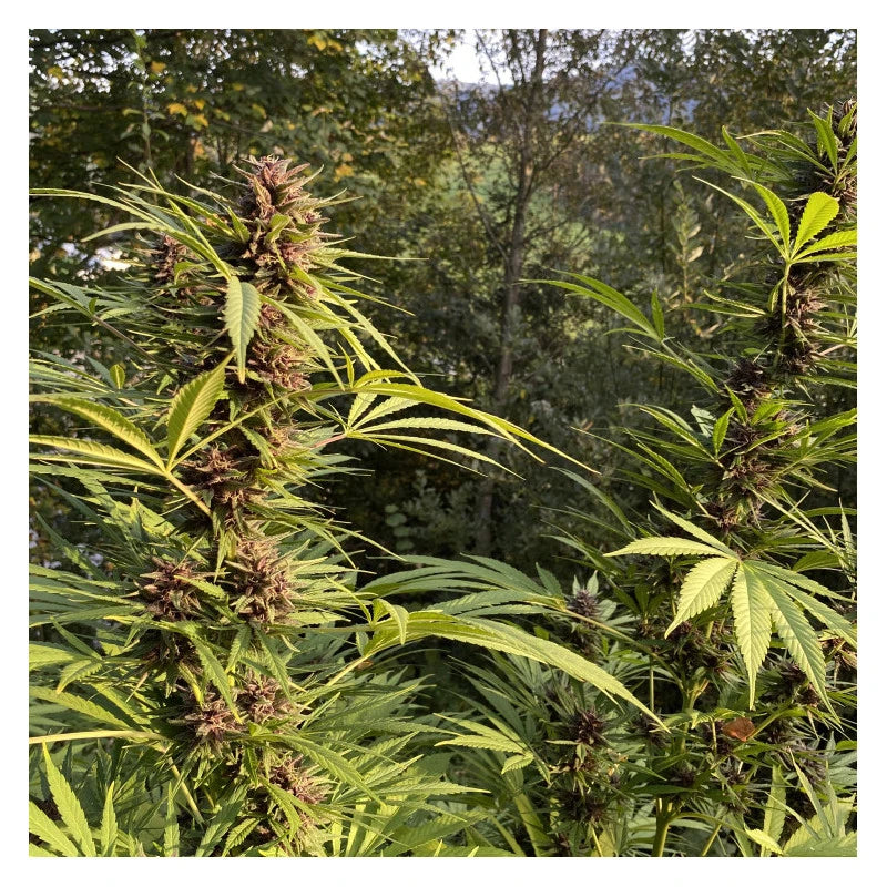 Durban Dew Feminizada Pack x3 - Dutch Passion