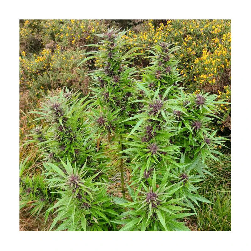 Durban Dew Feminizada Pack x3 - Dutch Passion