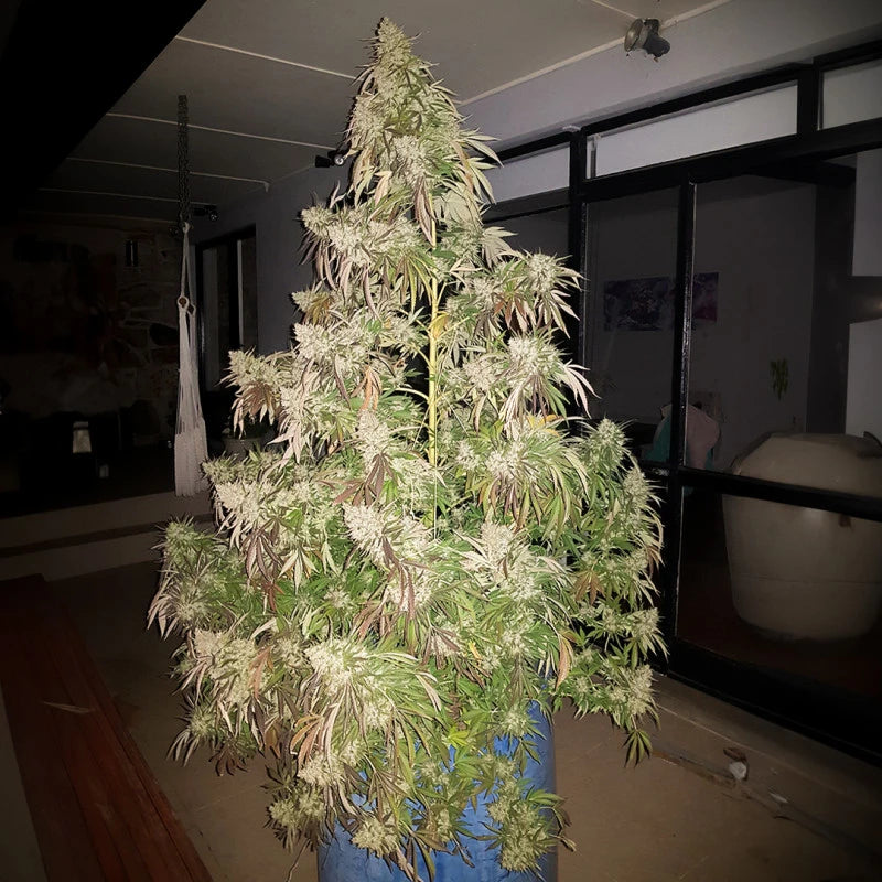 Durban Dew Feminizada Pack x3 - Dutch Passion
