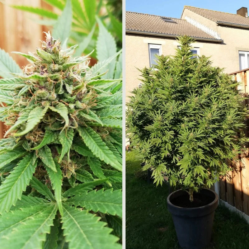 Durban poison Feminizada Pack 3 - Dutch Passion