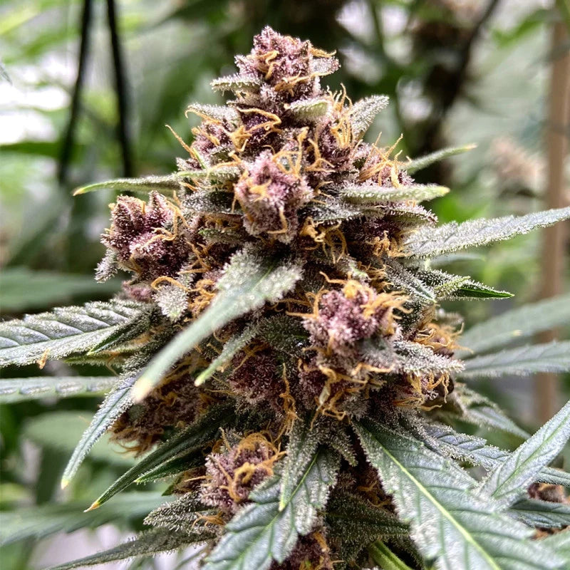 Durban poison Feminizada Pack 3 - Dutch Passion