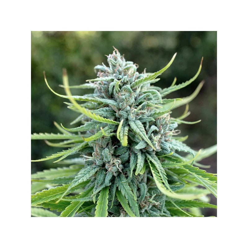 Durban poison Feminizada Pack 3 - Dutch Passion