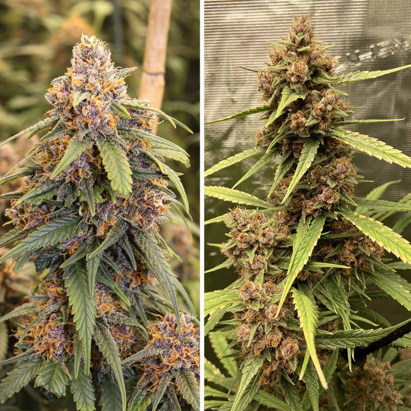 Durban poison Feminizada Pack 3 - Dutch Passion