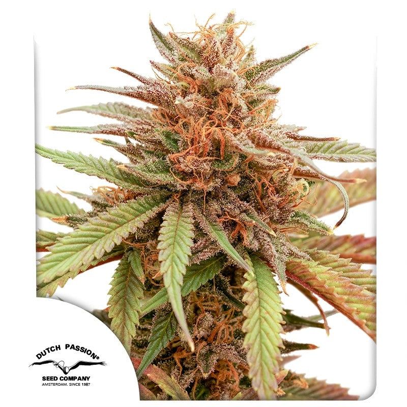Durban Dew Feminizada Pack x3 - Dutch Passion