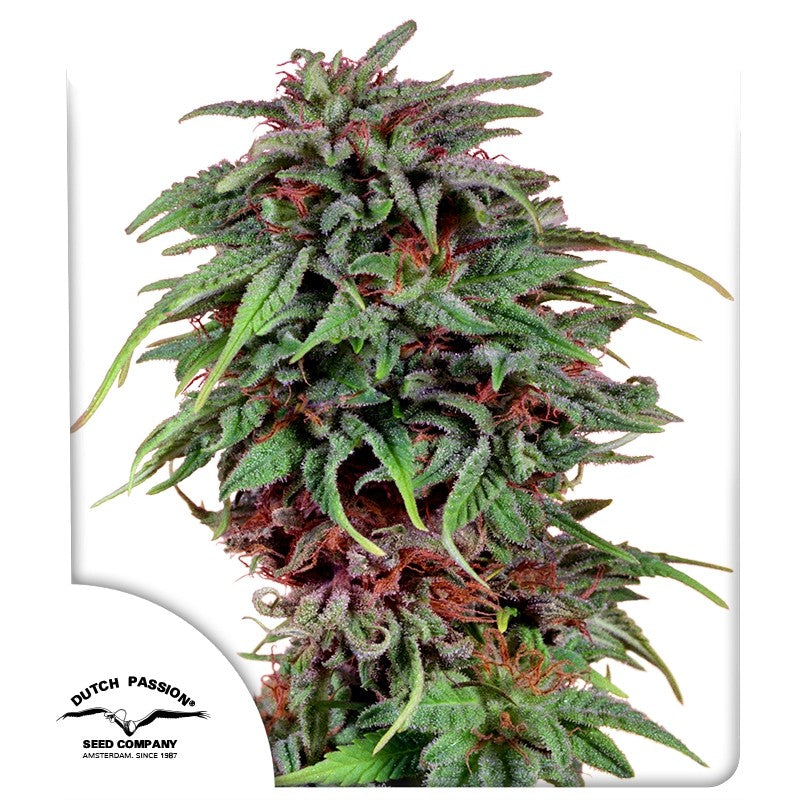 Durban poison Feminizada Pack 3 - Dutch Passion