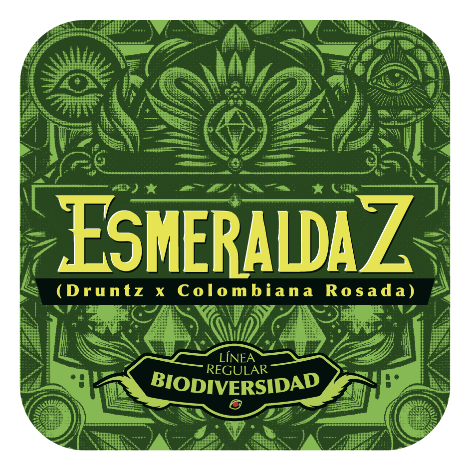 EsmeraldaZ - Black Tuna - Pack x 10
