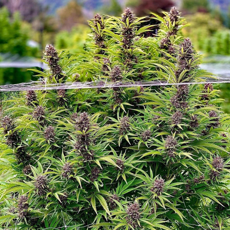Frissian Dew Feminizada Pack x 3 - Dutch Passion