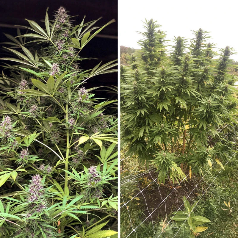Frissian Dew Feminizada Pack x 3 - Dutch Passion