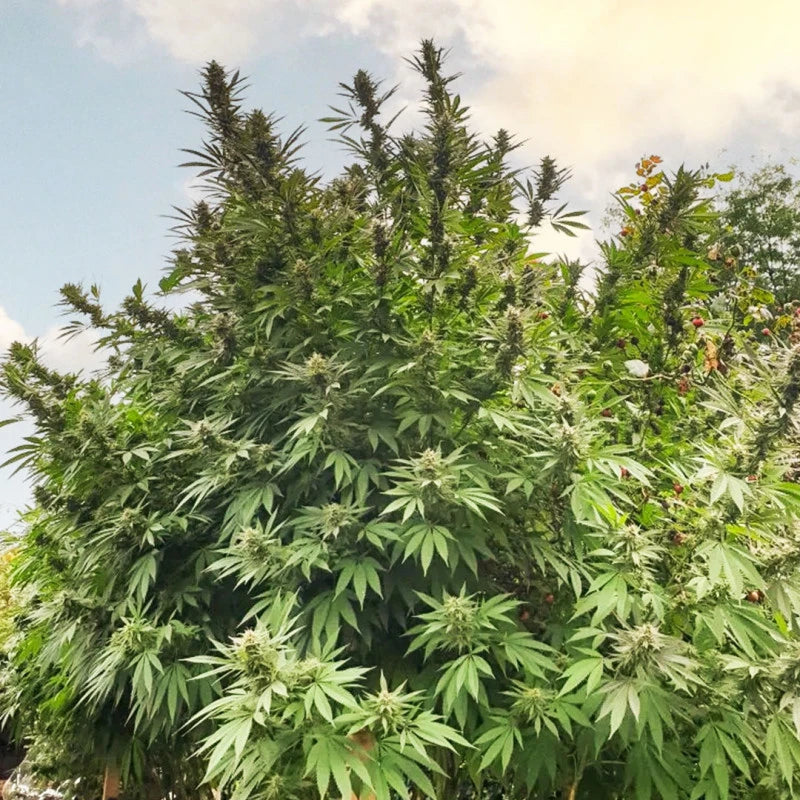Frissian Dew Feminizada Pack x 3 - Dutch Passion