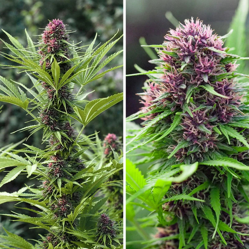 Frissian Dew Feminizada Pack x 3 - Dutch Passion