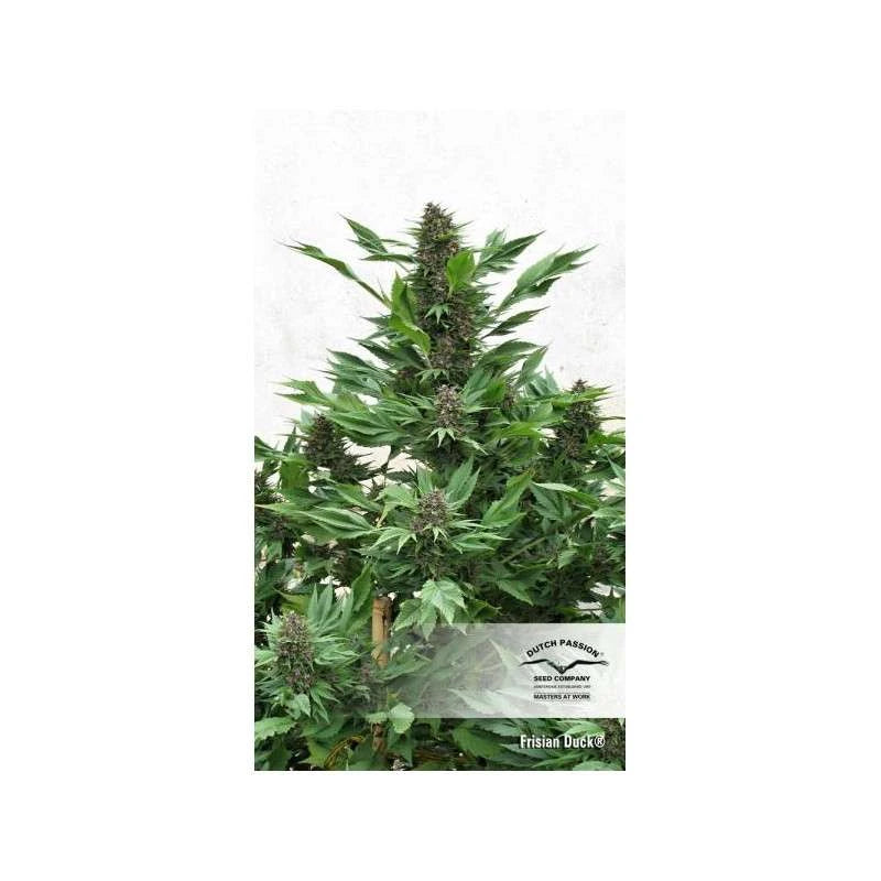 Frisian Duck Feminizada Pack x 3 - Dutch Passion
