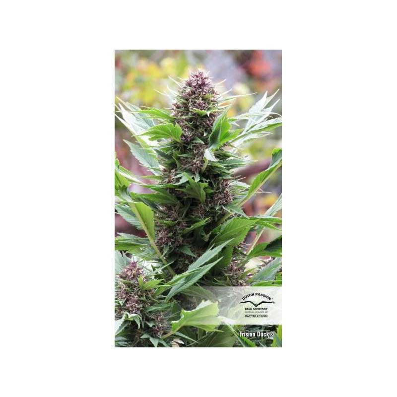 Frisian Duck Feminizada Pack x 3 - Dutch Passion