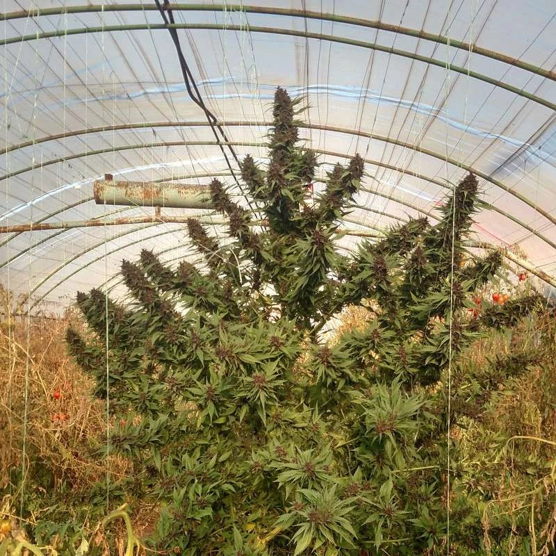 Frisian Duck Feminizada Pack x 3 - Dutch Passion
