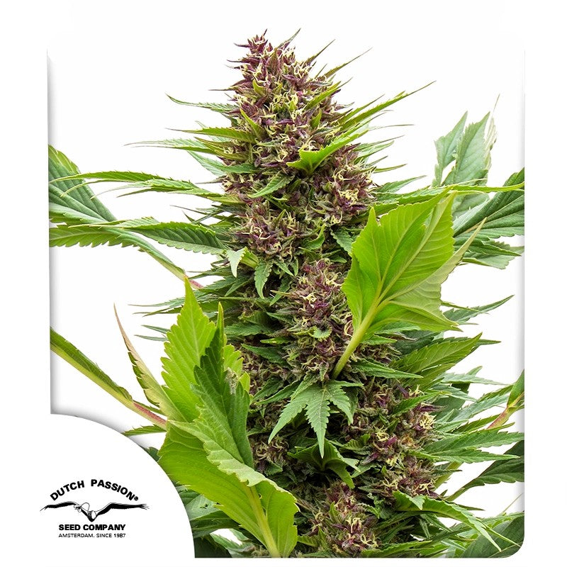 Frisian Duck Feminizada Pack x 3 - Dutch Passion