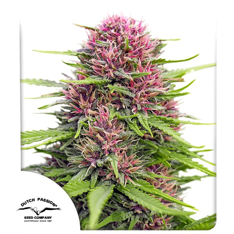 Frissian Dew Feminizada Pack x 3 - Dutch Passion