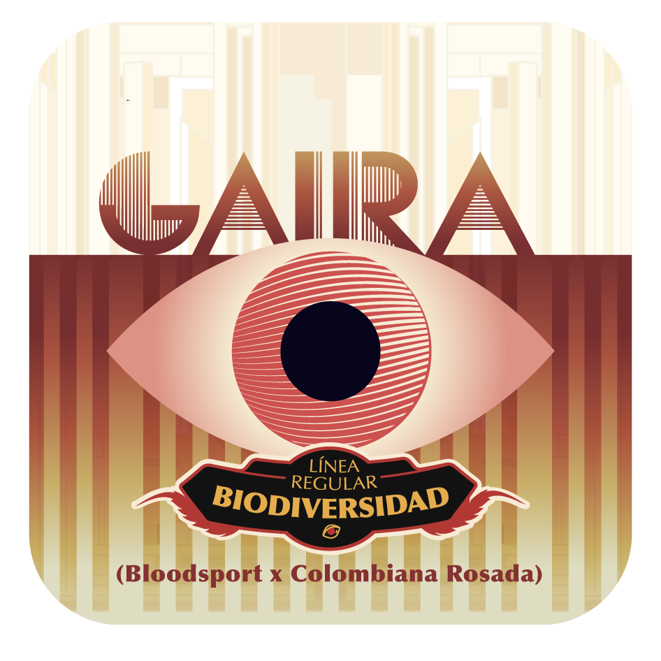 Gaira - Black Tuna - Pack x 10