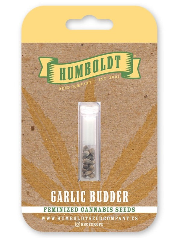 Garlic Budder Feminizada - Humboldt Seed Company - Pack x 3