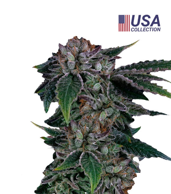 Gealousy Feminizada - Geaseeds "Celos"