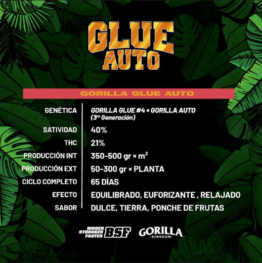 Gorilla Glue Autofloreciente - BSF Seeds