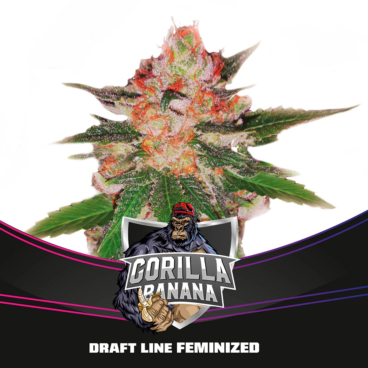 Gorilla Banana Feminizada BSF Seeds