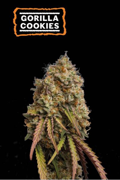 Gorilla Cookies Feminizada - Seed Stockers - Pack x 3