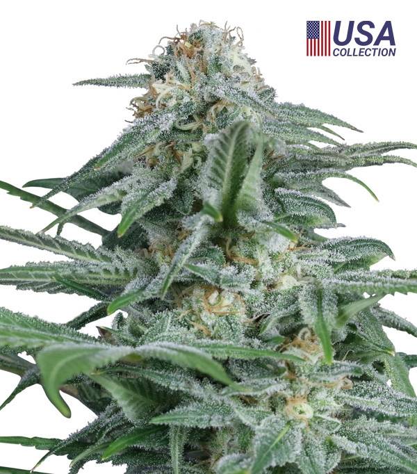 Gorilla Glue #4 es una de las nuevas genéticas americanas. Procedente de un cruce entre Gorilla Glue y Sunset Sherbet, este híbrido ha dado como resultado una genética de predominancia Indica, vigorosa, rápida y de máxima calidad.