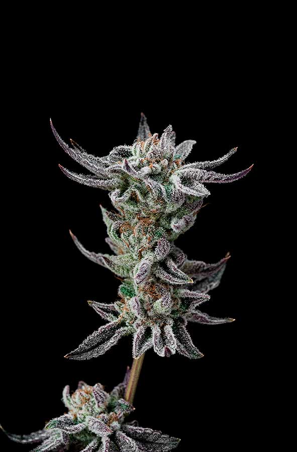 Gorilla Glue Faster Feminizada - BSF Seeds