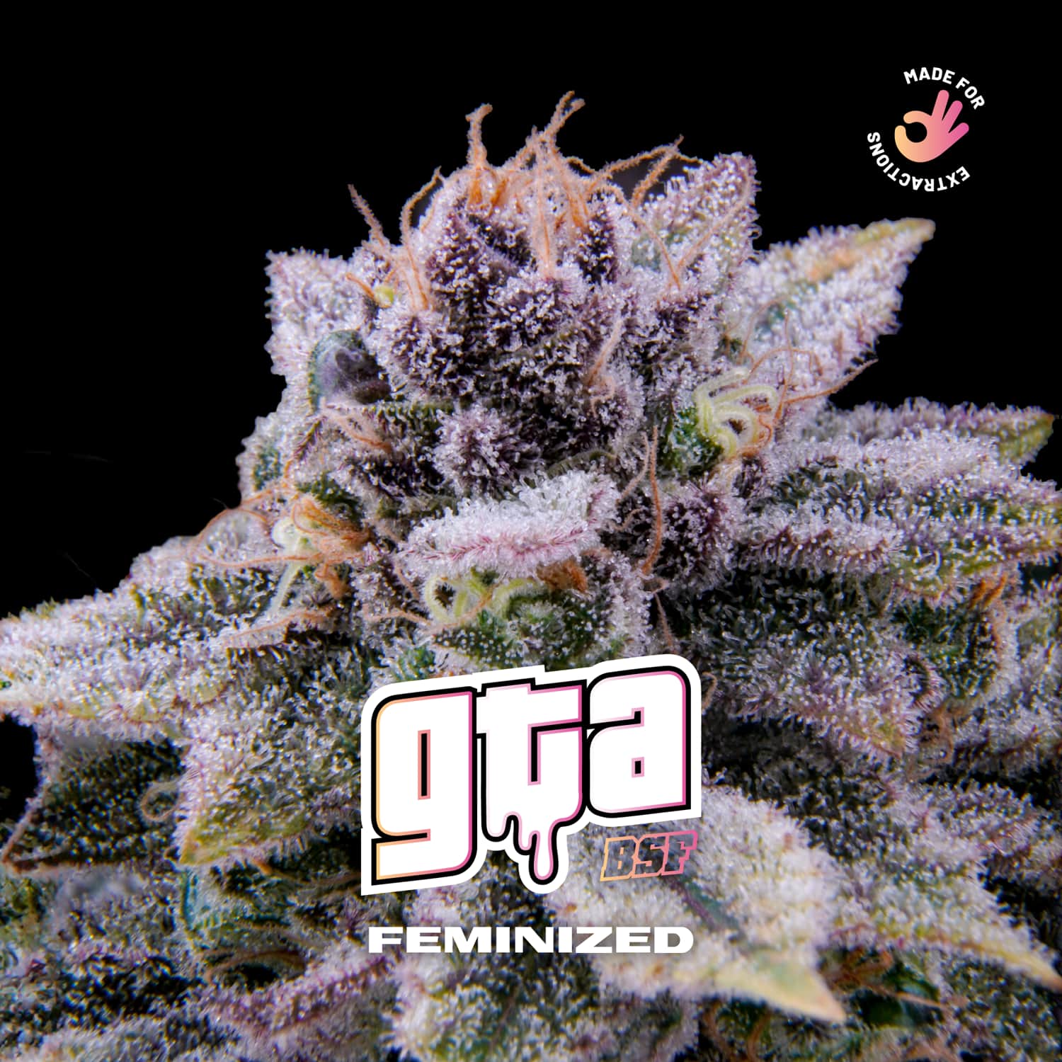 GTA Feminized – BSF Seeds