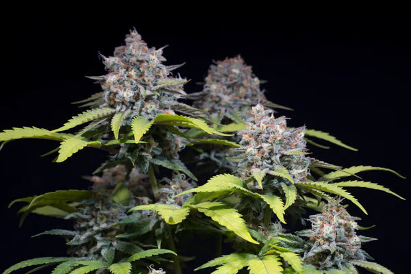 Highway 66 - Paradise Seeds Pack x 3