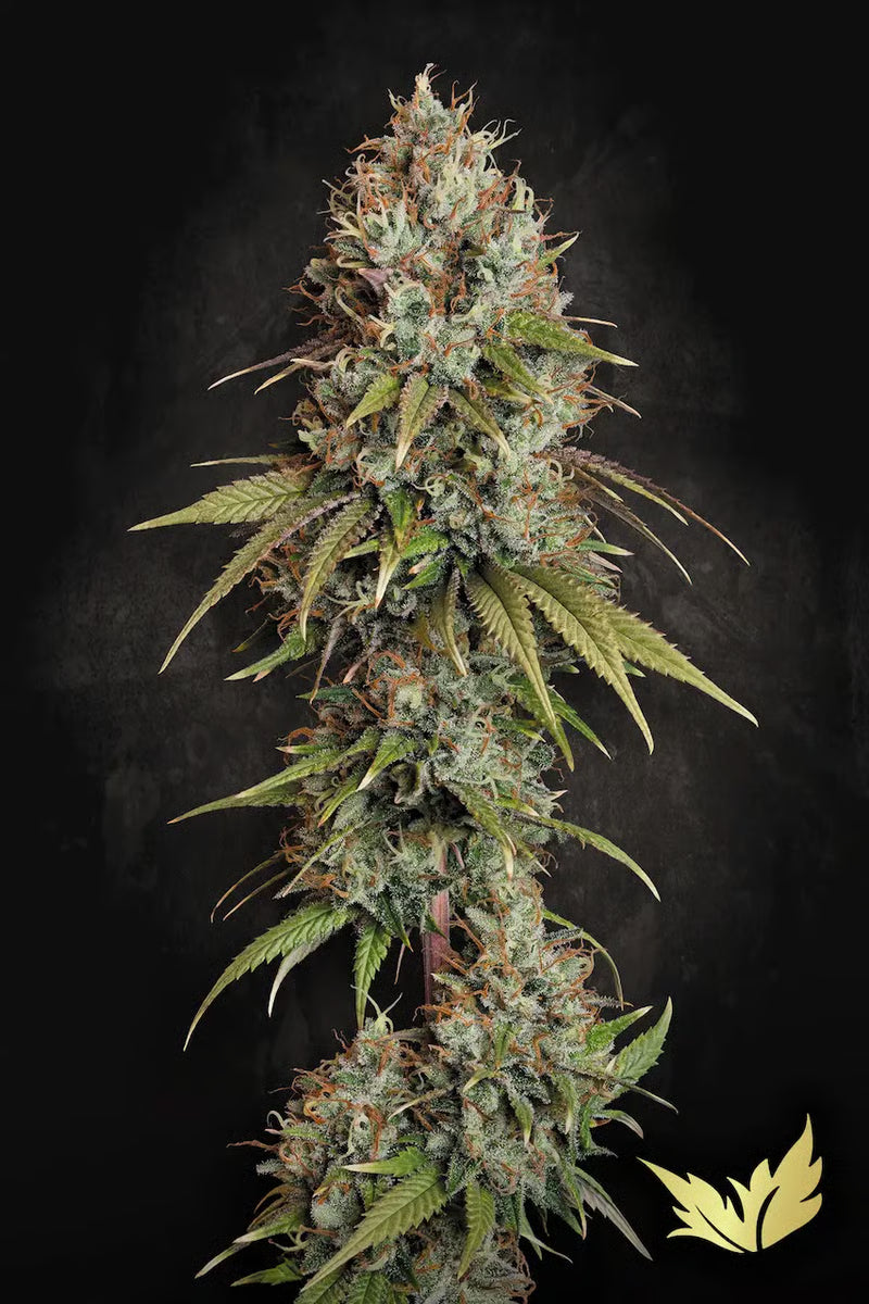 Highway 66 - Paradise Seeds Pack x 3