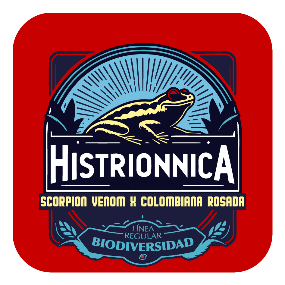 Histrionnica - Black Tuna - Pack x 10