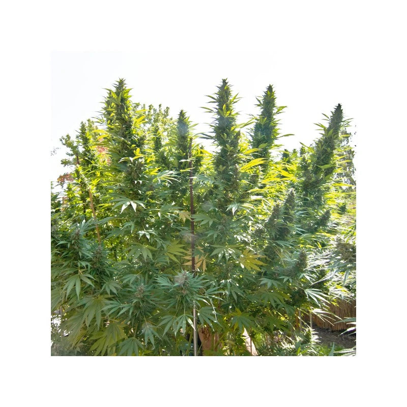 Hollands Hope Fminizada Pack x3 - Dutch Passion