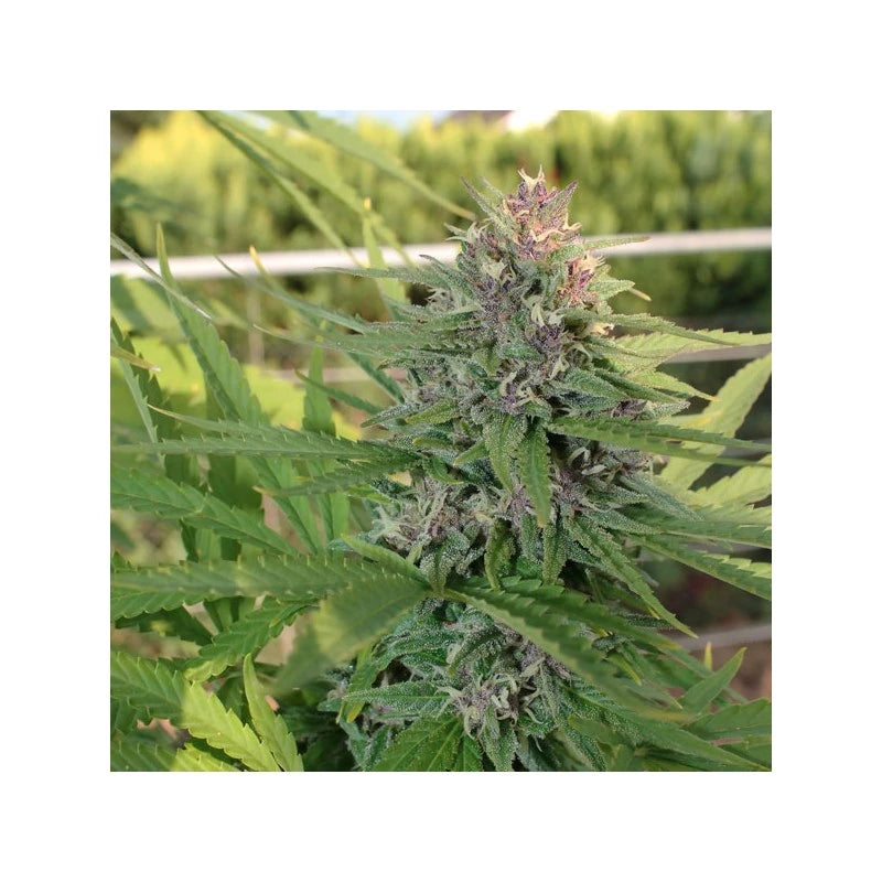 Hollands Hope Fminizada Pack x3 - Dutch Passion