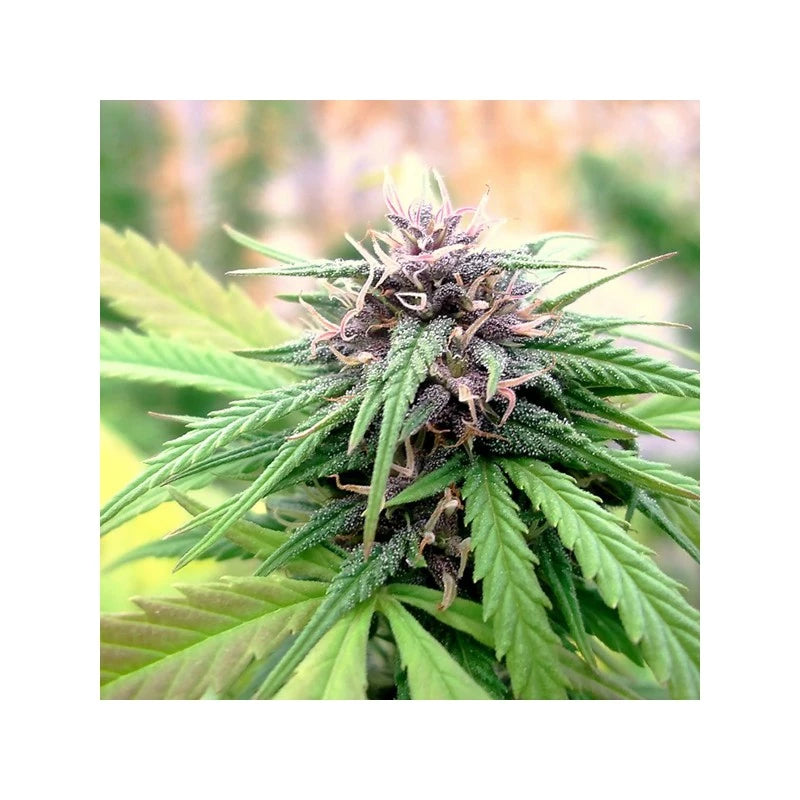 Hollands Hope Fminizada Pack x3 - Dutch Passion