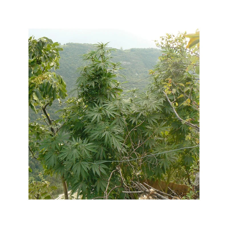 Hollands Hope Fminizada Pack x3 - Dutch Passion