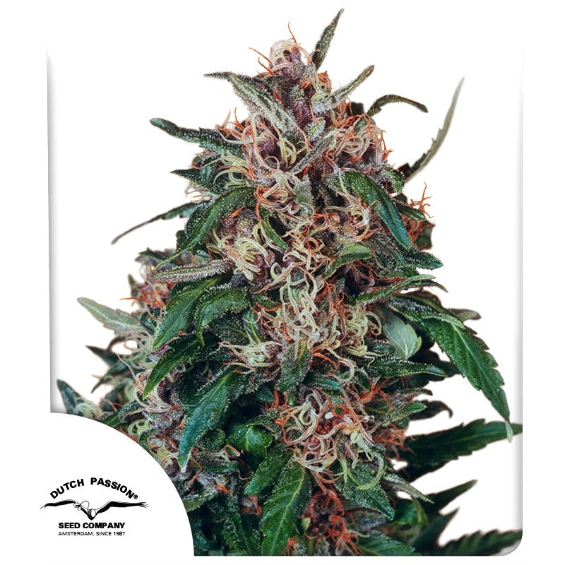Hollands Hope Fminizada Pack x3 - Dutch Passion