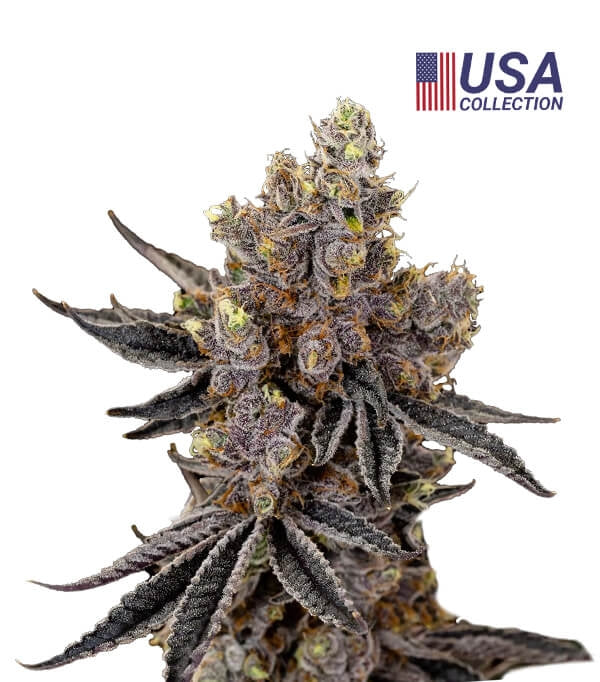 kush Mints (KMS) Feminizada - Geaseeds