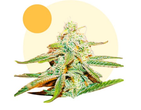 La Fanta Light CBD AUTO - BSF Seeds