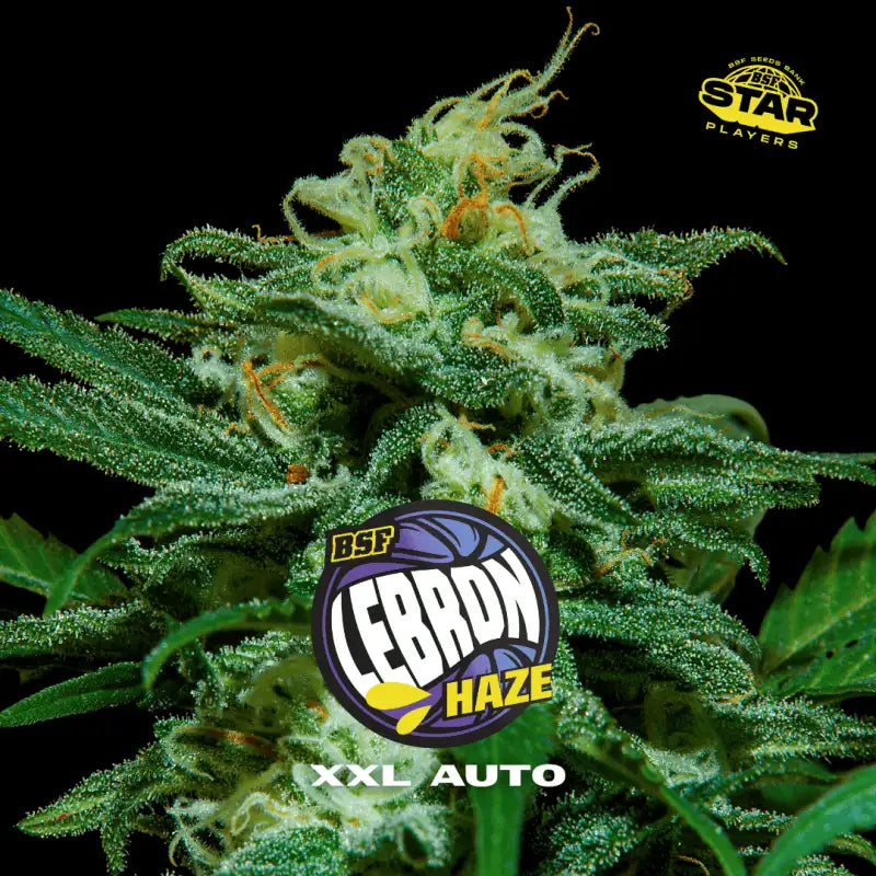 Lebron Haze XXL Auto - BSF Seeds