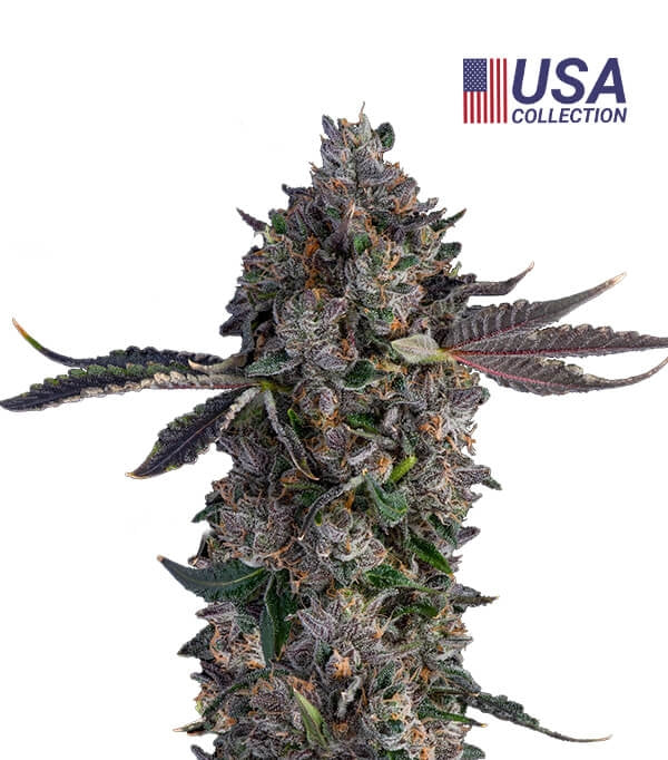 Lemon cherry Gelato Feminizada - Geaseeds