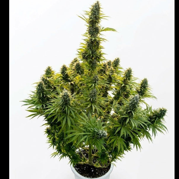 Magnum XL Auto- Seed Hunters - Pack x 2