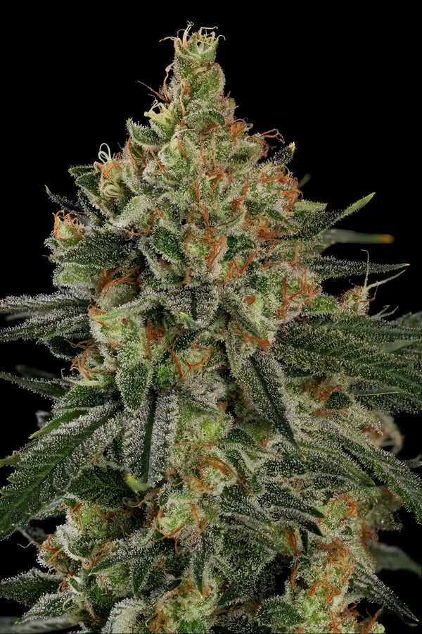 Mendo Creme - Paradise Seeds Pack x 3