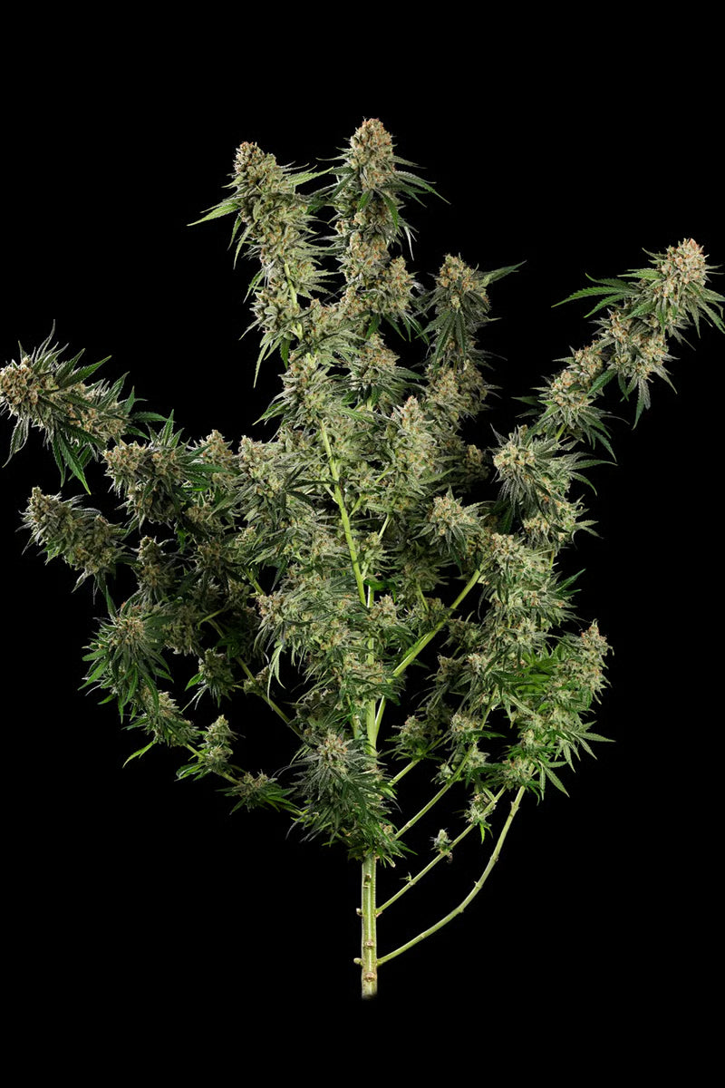 Mendo Creme - Paradise Seeds Pack x 3