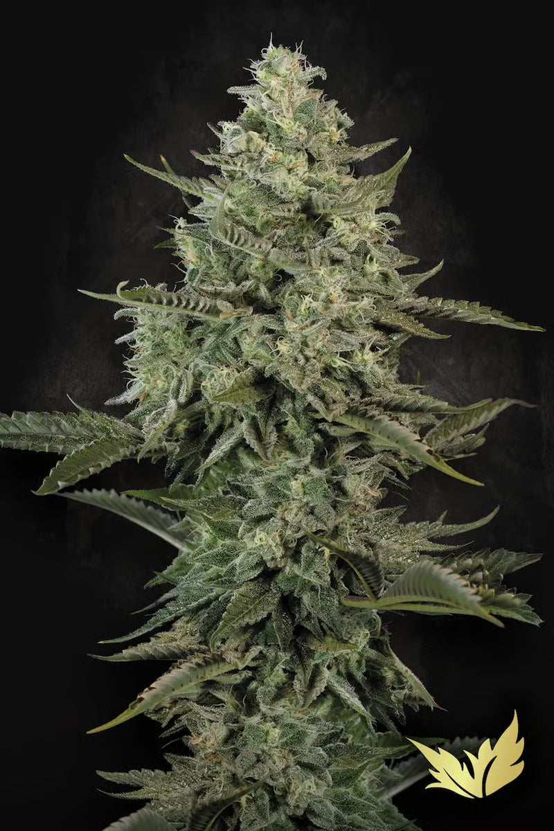 Mendo Creme - Paradise Seeds Pack x 3