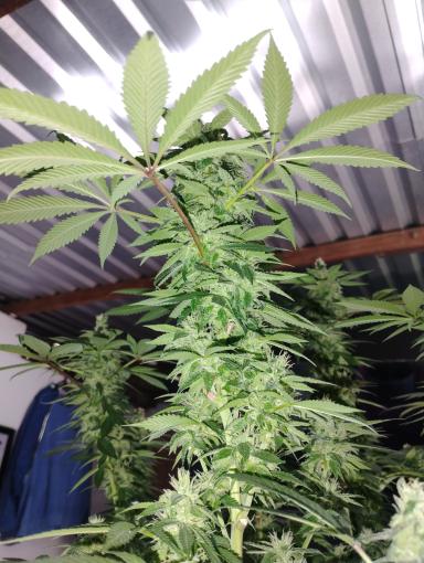 Mimosa Feminizada - Seed Hunters - Pack x 2