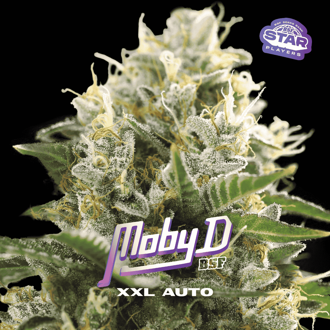 Moby-D XXL Autofloreciente BSF Seeds