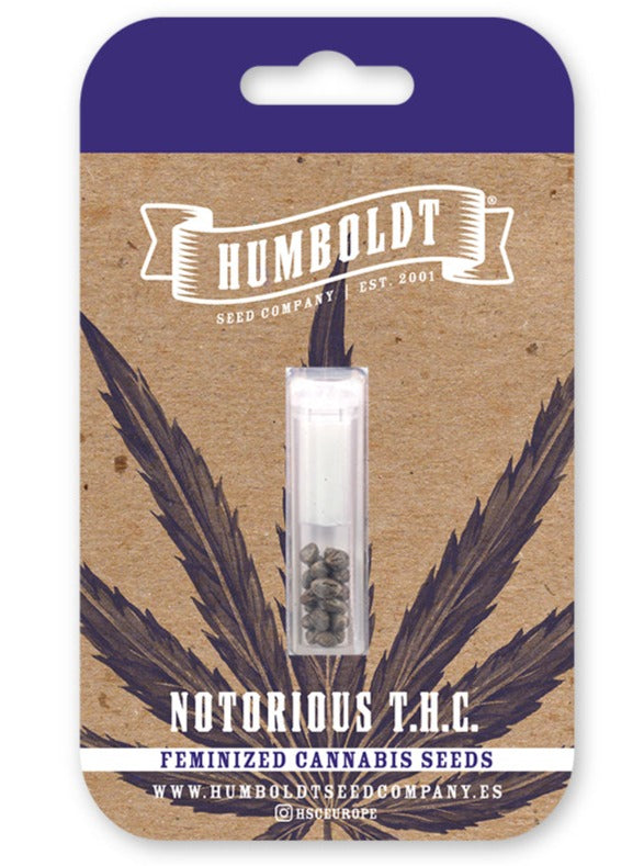 Notorious THC Feminizada - Humboldt Seed Company - Pack x 3