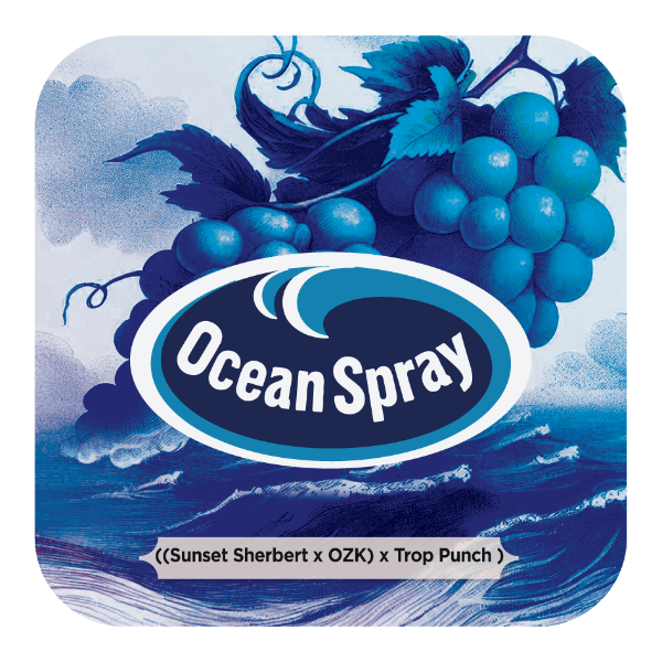 Ocean Spray Feminizada - Black Tuna - Pack x 3