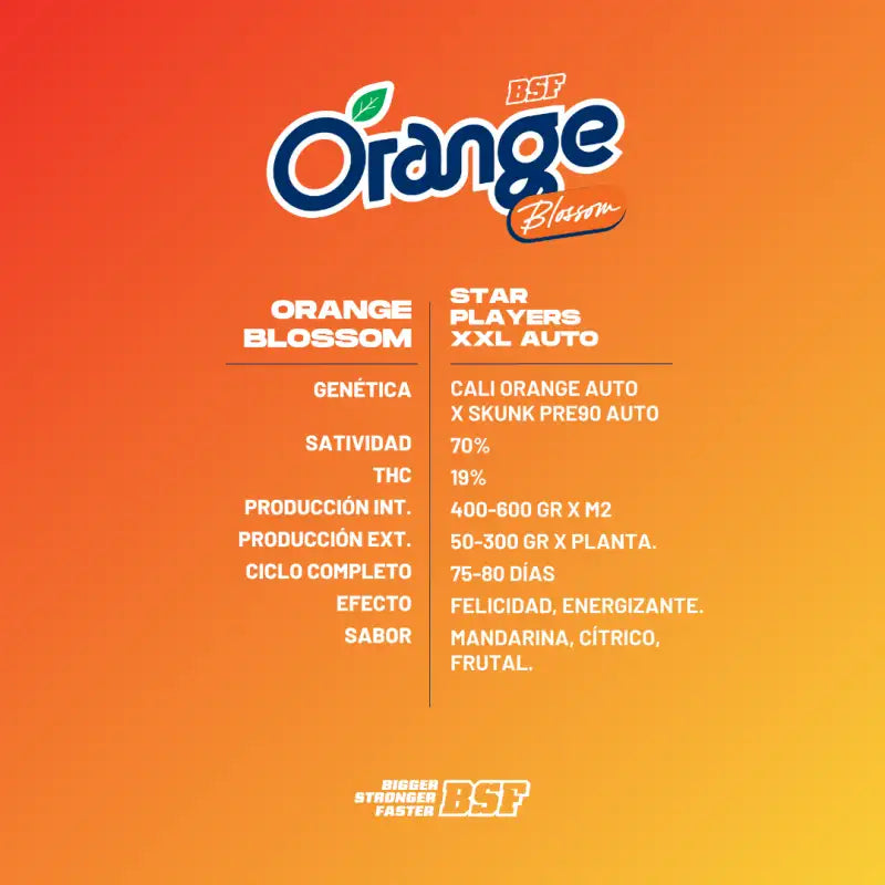 Orange Blossom XXL Autofloreciente BSF Seeds