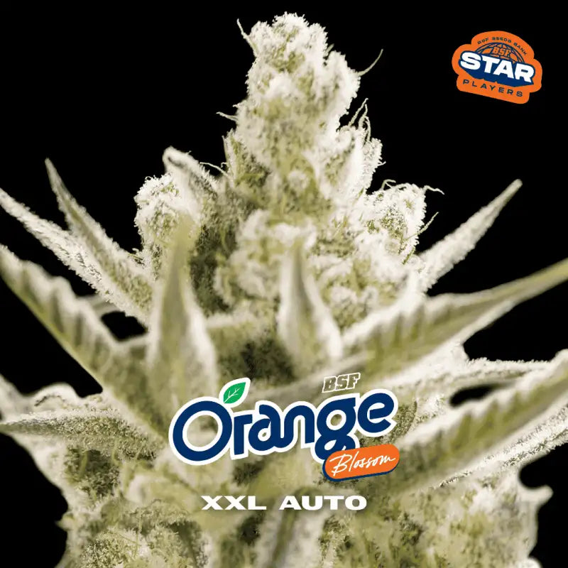 Orange Blossom XXL Autofloreciente BSF Seeds